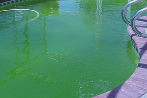 Что делать, если вода в бассейне позеленела и стала мутной?